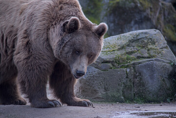 oso pardo