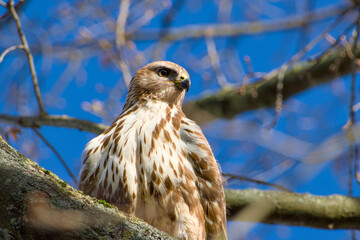 common buzzard perching on a tree branch on a sunny day close-up