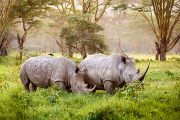 Obraz premium Rhino in the wild. Rhinoceros in Kenya, Africa. Safari in the National Park of Kenya
