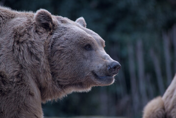 oso pardo