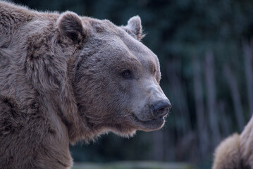 oso pardo