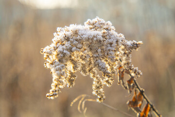 frozen plant in the field. winter season. ice on the plant