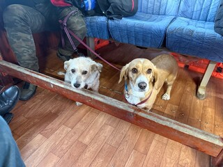 two cute pet dogs on public transport