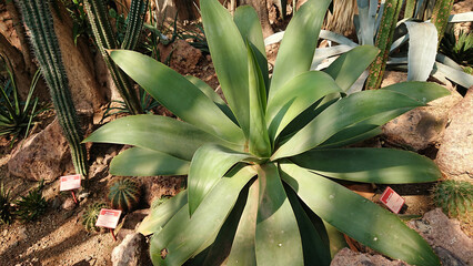 Obraz premium Desert garden with agave and cacti