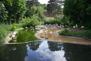 Flamingos relaxing by a green pond in nature.