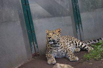 Resting leopard in a zoo enclosure.