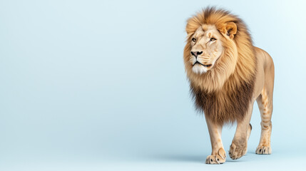Obraz premium Lion walks leisurely across a plain background showcasing its majestic mane and posture
