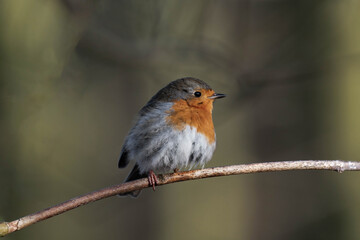 European robin (Erithacus rubecula) on a tree branch