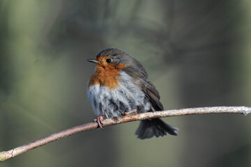 European robin (Erithacus rubecula) on a tree branch