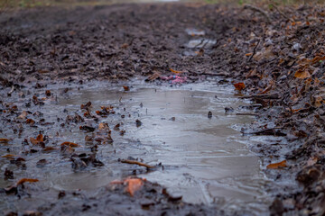 frozen puddles on a dirt forest road in a winter morning. frost in the morning in the forest