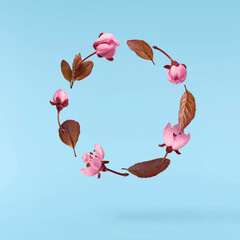 Blooming of delicate pink flowers falling in the air, isolated on blue background. Prunus...