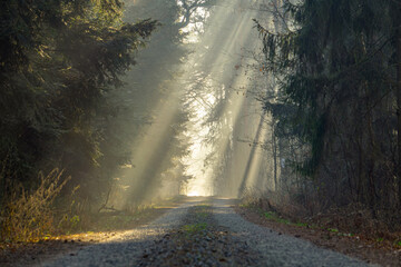 Fototapeta premium magical winter and autumn forest during frost and fog. sun rays in the forest, rays breaking through the trees. Sunrise in the forest in natural conditions. warm sunlight between the trees. light stre