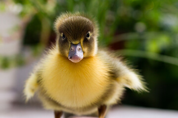 duckling 