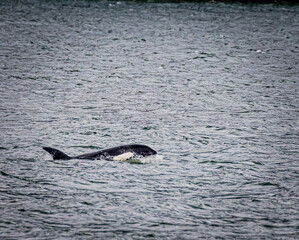 Killer whales also known as Orcas sleep while slowly going through the water