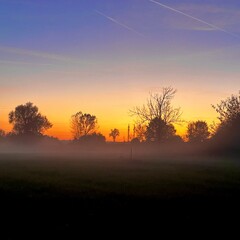 sunset in the forest / Bäume im Nebel 