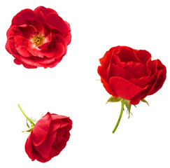 Beautiful Red English Rose falling in the air isolated on white background. High resolution image.