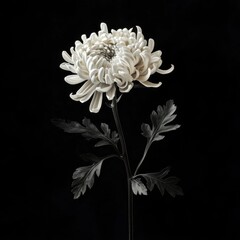 Chrysanthemum flower on a black background
