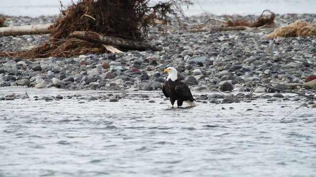 Mature adult bald eagle standing on edge of fast flowing river with rocky beach and fallen tree rootball in background.  