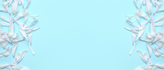 White chrysanthemum flower petals on blue background