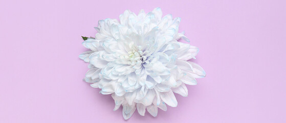 Beautiful blue chrysanthemum flower on lilac background