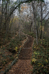 Obraz premium Stairs park autumn. An old staircase filled up in a park without people. A deserted cinematic backdrop. An authentic nature park. The concept of sadness, solitude and loneliness. Outdoor walks