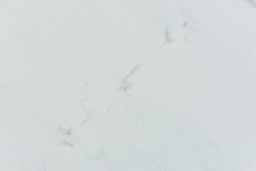 Snow tracks animals. Abstract natural winter background. Top view of the trail from the tracks of wild animals. The concept of cold, hunting, observing and exploring nature. Full frame abstract Photo