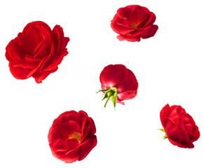 Beautiful Red English Rose falling in the air isolated on white background. High resolution image.