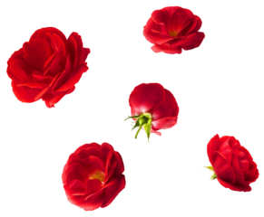 Beautiful Red English Rose falling in the air isolated on white background. High resolution image.