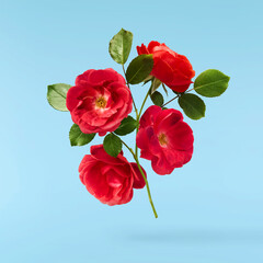 Beautiful Red English Rose falling in the air isolated on blue background. High resolution image.