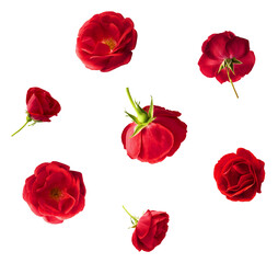 Beautiful Red English Rose falling in the air isolated on white background. High resolution image.