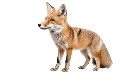 View of a fox standing confidently against a white background showcasing its beautiful coat and features