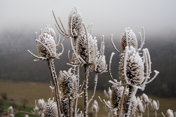 Winterstimmung Raureif auf Disteln auf dem Weitwanderweg Moselsteig mit Blick auf die Mosel