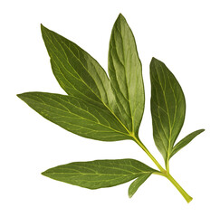 Beautiful green leaf of Peony flower falling in the air isolated on white background. High resolution. Zero gravity or levitation concept.