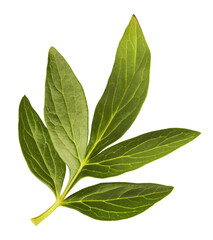 Beautiful green leaf of Peony flower falling in the air isolated on white background. High resolution. Zero gravity or levitation concept.
