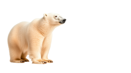 Polar bear standing on a snowy surface in a vast white environment