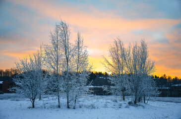 Snow-covered tree branches in a winter field, with a golden sunset sky. 