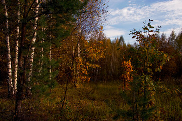 autumn in the forest