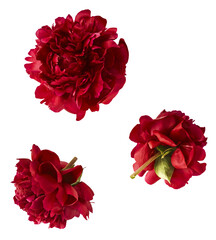 Beautiful Red Peony falling in the air isolated on white background. High resolution. Zero gravity...