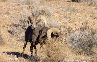 Desert Bighorn Sheep Rams in Winter in the Valley of Fire State Park Nevada