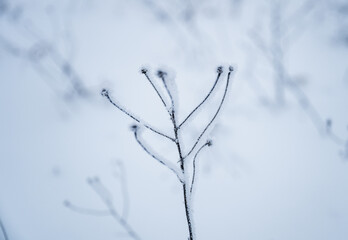 Frost-covered plant branches in soft focus, captured in natural light