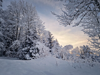Silent winter landscape with snow covered trees under the morning sky bathed in a warm sunrise glow. Tranquil and picturesque scene exuding seasonal calm and beauty