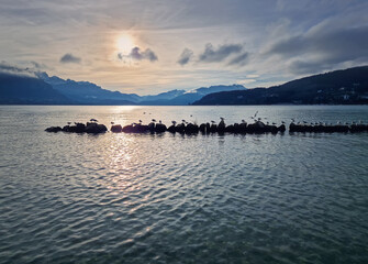 Glacier lake of Annecy with Aravis mountains in background. The sun casts a warm glow on the cold water surface. A row of rocks lined near shore with seagulls adding a peaceful vibe to the landscape