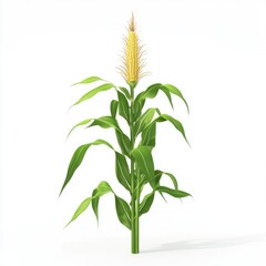 Obraz premium 3D Rendering of a Corn Stalk on a White Background, Showcasing Agricultural Crop Features