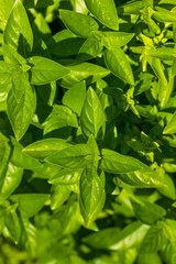 Organic Raw Green Basil Leaves on a Plant