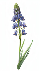 Delicate Muscari Flower in Blue and Pink Hues