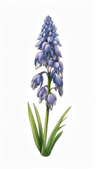 Delicate Muscari Flower in Blue and Pink Hues