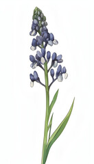 Delicate Muscari Flower in Blue and Pink Hues