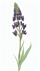 Delicate Muscari Flower in Blue and Pink Hues