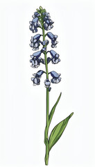 Delicate Muscari Flower in Blue and Pink Hues
