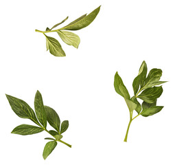 Beautiful green leaf of Peony flower falling in the air isolated on white background. High...